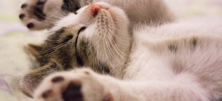 Jämför kattförsäkring – enklaste sättet